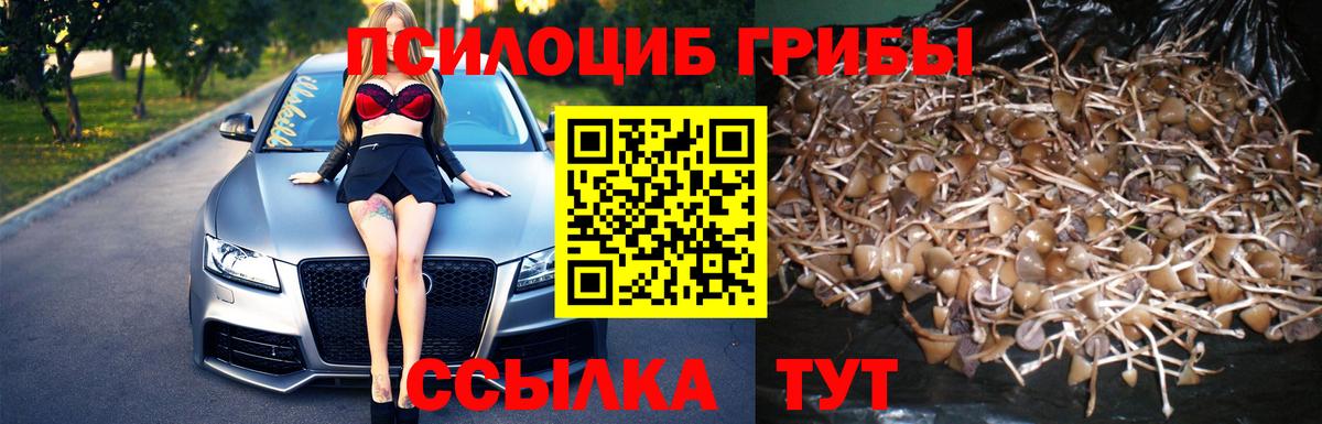 купить  сайты  Вход с VPN  Туапсе  Галлюциногенные грибы Psilocybe  Псилоцибиновые грибы мицелий 